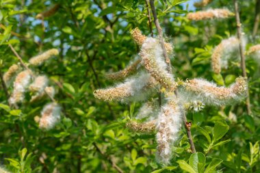 Baharda açan beyaz çiçekler. Gül ailesinden Prunus Grayana adında bir ağaç türü. Kapat..