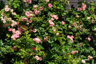 Çitin yanında gül çalıları yetişiyor. Yeşil arka planda pembe çiçekler.