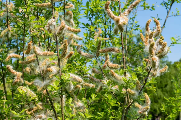 Весною Цвітуть Білі Квіти Дерев Яний Вид Prunus Grayana Родини — стокове фото
