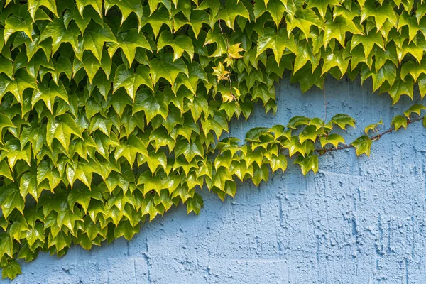 Dickicht Von Grünem Efeu Einer Senkrecht Aufragenden Blauen Wand Nahaufnahme — Stockfoto