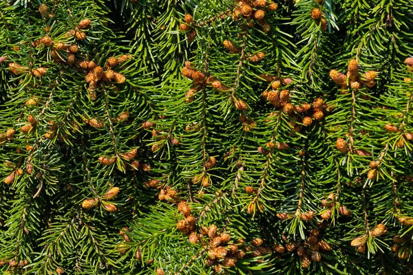 Kleine Kegels Groene Naalden Een Tak Van Een Naaldboom Sluiten — Stockfoto