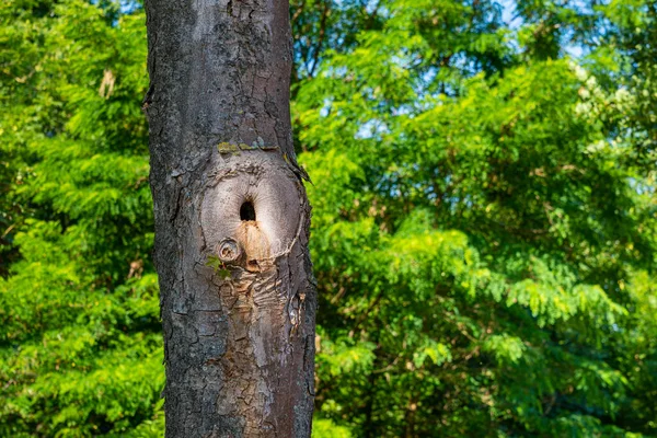 Pustka Pniu Drzewa Tle Zielonych Liści Zamknij Się — Zdjęcie stockowe