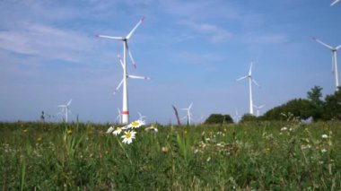 Daisies close-up on a green meadow. Row of wind power generators on blue background. High quality 4k footage