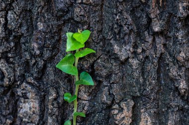 Büyük bir ağacın çatlamış kabuğu boyunca büyüyen yeşil, genç bir bitki. Yakın plan..