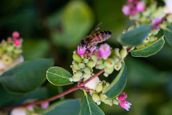 Wasp Sitter Rosa Blomma Närbild — Stockfoto