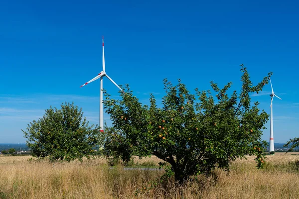 Apple Tree Ripe Apples Grows Field Backdrop Windmills Clear Blue — Stock Photo, Image