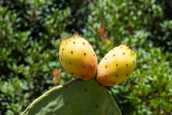 Close-up of a prickly pear cactus with two fruits against the background of green leaves.