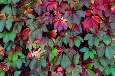 Sonbaharda yaprakları süzülen genç kız üzümleri. Renkli mor sarı, kırmızı ve yeşil beş yapraklı partenosissus quinquefolia 'nın doğal aşırı gelişmiş arka planı. Parlak yapraklı kız üzümleri..
