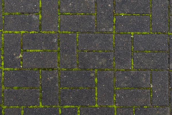 Şehir parkında kaldırım var. Üst Manzara. Fayanslar arasında yeşil yosun filizlendi..