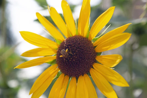 Bees and Flowers are Friends