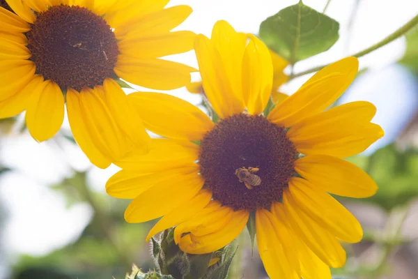 Bees and Flowers are Friends