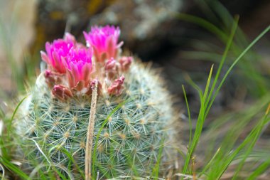 Pembe bir Fıçı Kaktüsü. 