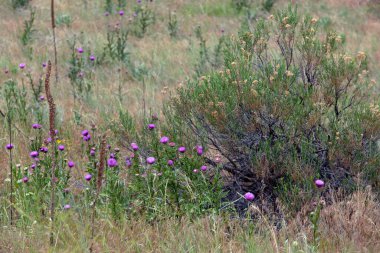 Mor devedikeni olan güzel bir tarla. 