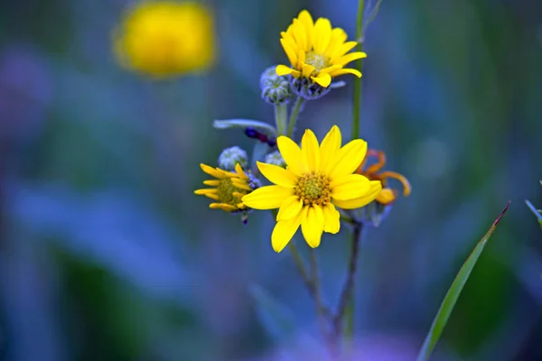 Leuchtend Gelbe Gänseblümchen Wie Blumen — Stockfoto