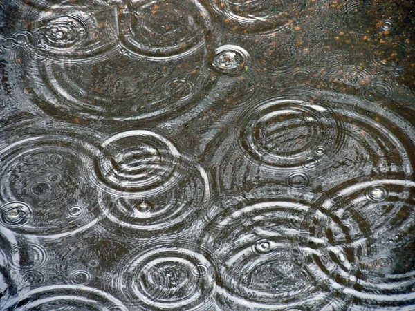 Pudim de chuva closeup — Fotografia de Stock