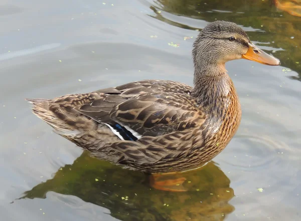 Pato. — Foto de Stock