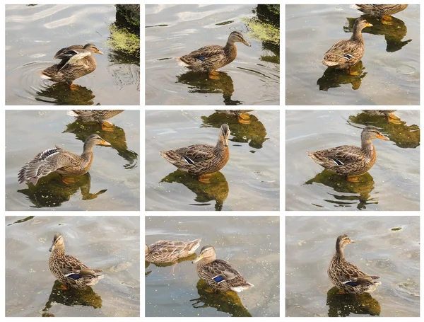 Pato collage — Foto de Stock