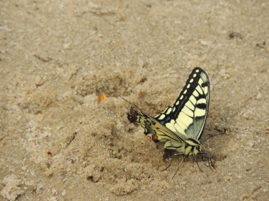Kelebek kumların üzerinde