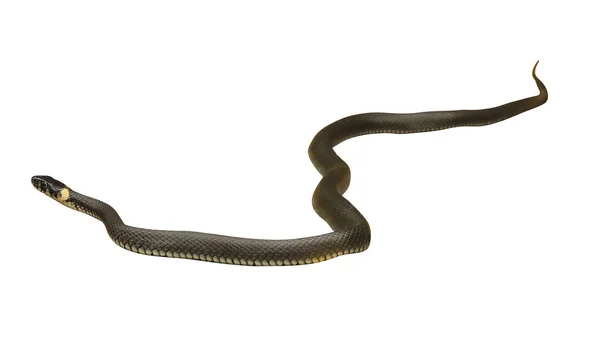 Snake — Stock Photo, Image