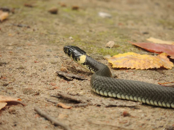 Serpiente — Foto de Stock