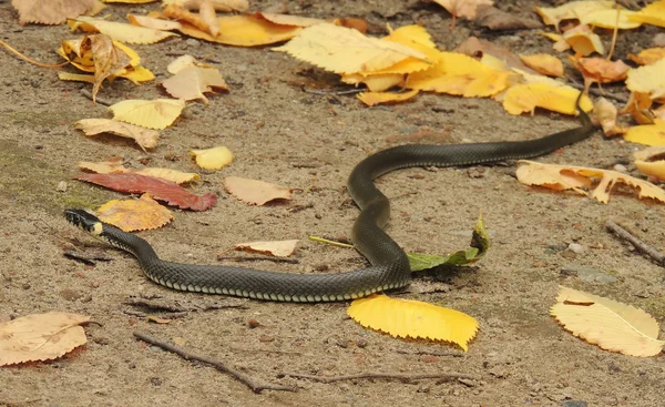 Snake — Stock Photo, Image