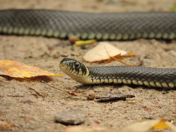 Snake — Stock Photo, Image