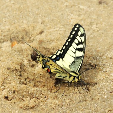 Kelebek kumların üzerinde