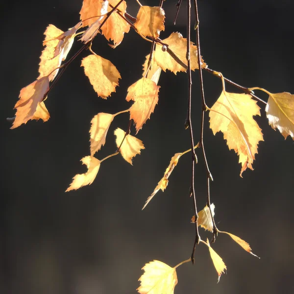 Folhas — Fotografia de Stock