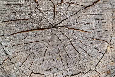 Eski bir testere ağacının dokusu