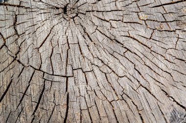Eski bir testere ağacının dokusu