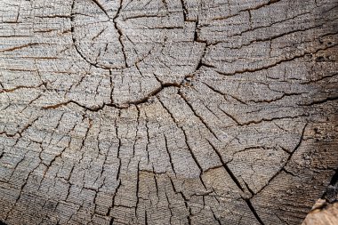 Eski bir testere ağacının dokusu