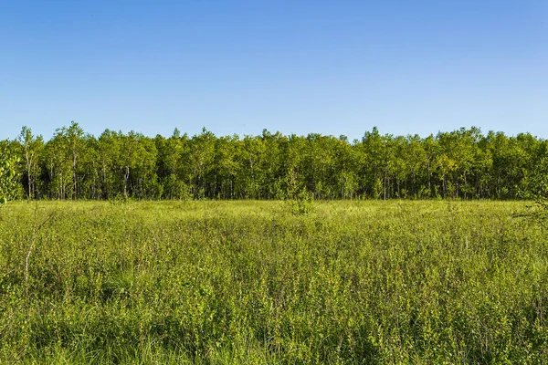 Landskap Träsk Clean Kostroma Region Ryssland Platsen För Ivan Susanins — Stockfoto