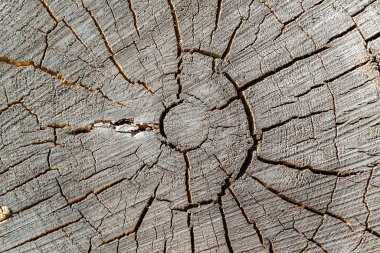 Eski bir testere ağacının dokusu