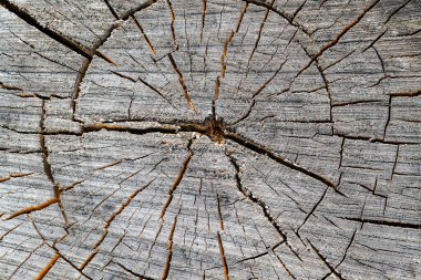 Eski bir testere ağacının dokusu