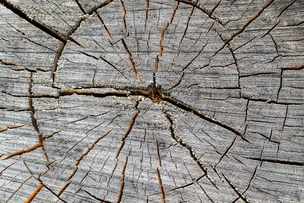 Eski bir testere ağacının dokusu