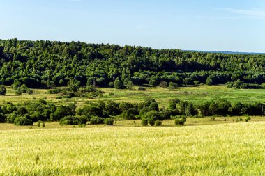 Buğday tarlası, hasattan önceki yaz.