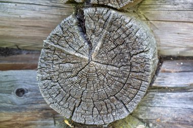 Eski bir kütüğün bir bölümü, yakın plan