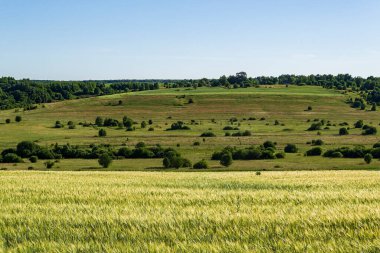Buğday tarlası, hasattan önceki yaz.