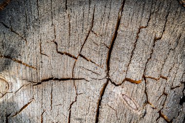 Eski bir testere ağacının dokusu