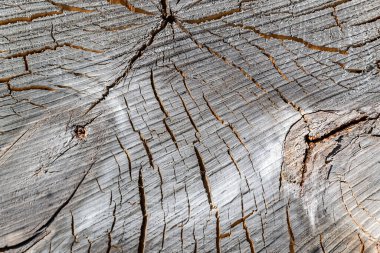 Eski bir testere ağacının dokusu