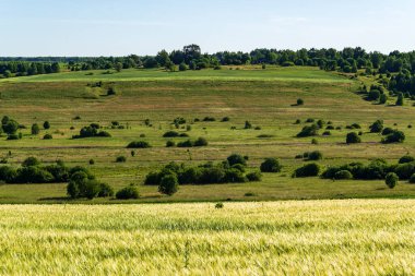 Buğday tarlası, hasattan önceki yaz.