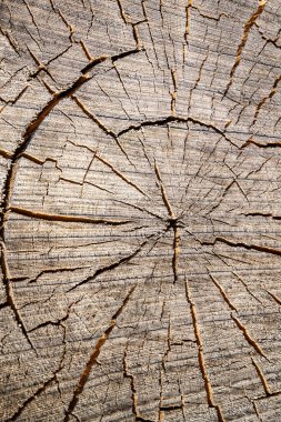 Eski bir testere ağacının dokusu