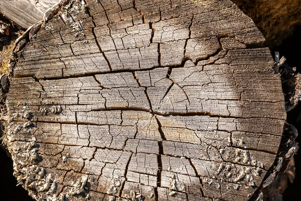 Texturen Ett Gammalt Sågat Träd — Stockfoto