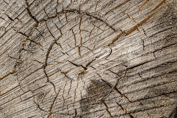 Texturen Ett Gammalt Sågat Träd — Stockfoto