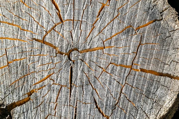 Texturen Ett Gammalt Sågat Träd — Stockfoto
