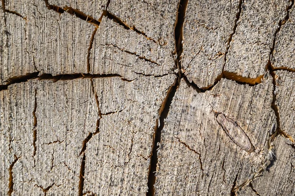 Textura Uma Velha Árvore Serrada — Fotografia de Stock