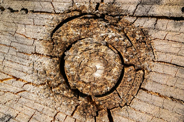 Texturen Ett Gammalt Sågat Träd — Stockfoto