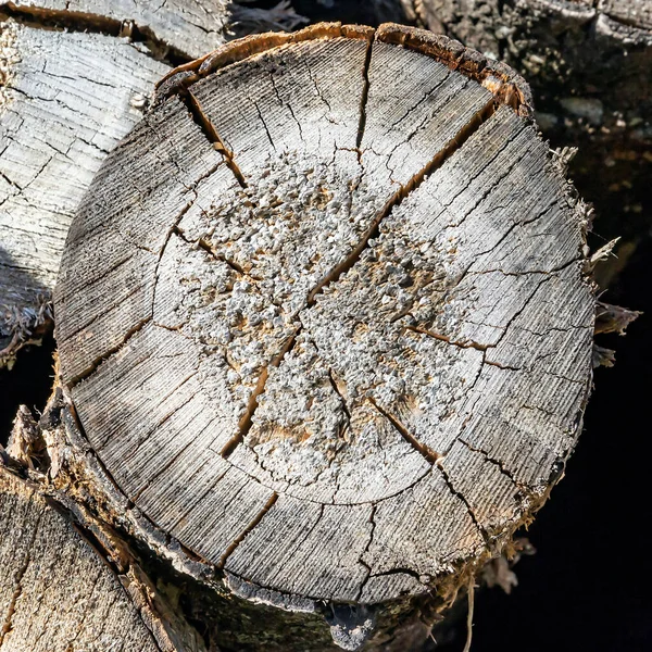 Texture Old Sawn Tree — Stock Photo, Image