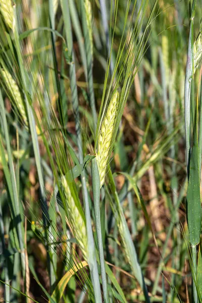 Unripe Ear Wheat Field — Stock Photo, Image