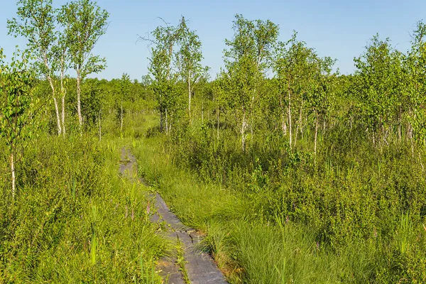 Landscape Swamp Clean Kostroma Region Russia Place Ivan Susanin Feat — Stock Photo, Image